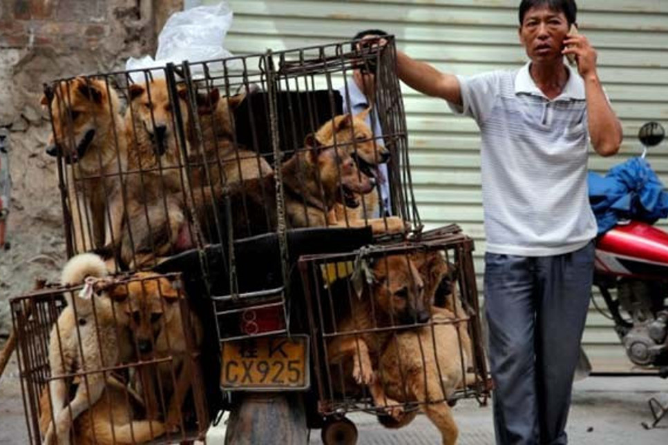 Çin, köpek eti tüketiminin yasaklanacağının sinyalini verdi
