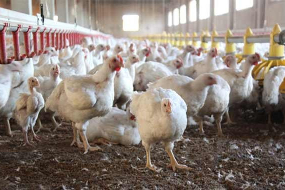 Tavuk üreticileri zam için tarih verdi: Beyaz etin fiyatı nisandan sonra artar