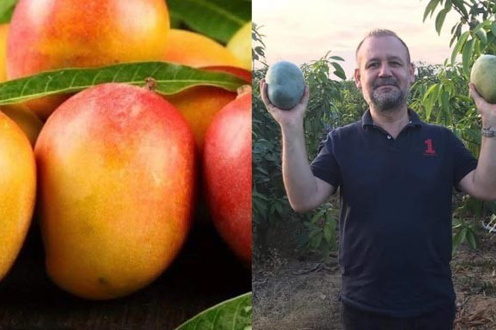 Türk çiftçisini zengin edecek ürün: Mango Antalyalı oluyor