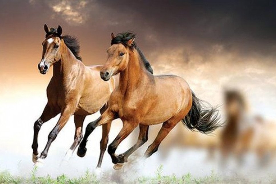 Türkiye'de 6 bin kişinin atı var, 2 bini koşuyor