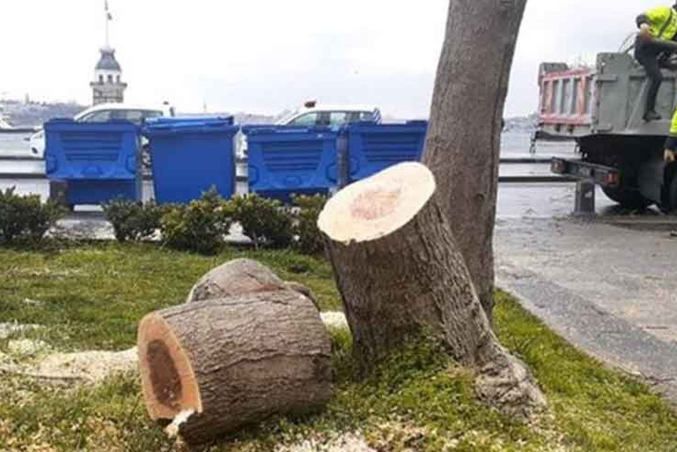 Üsküdar sahilindeki ağaçları kesmek için 35 bin lira almışlar