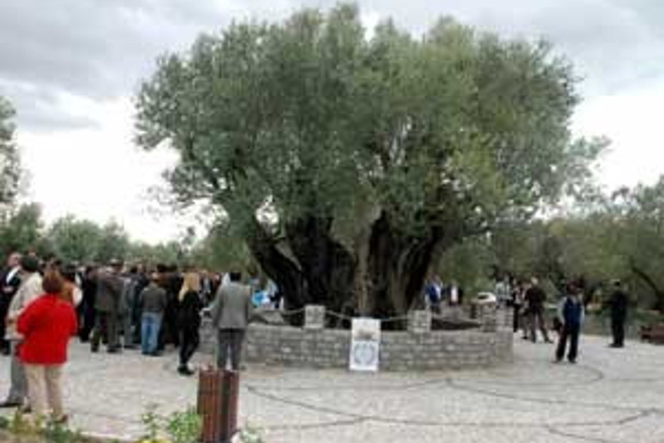 Akhisar'daki 1650 yıllık anıt ağaç satılıyor