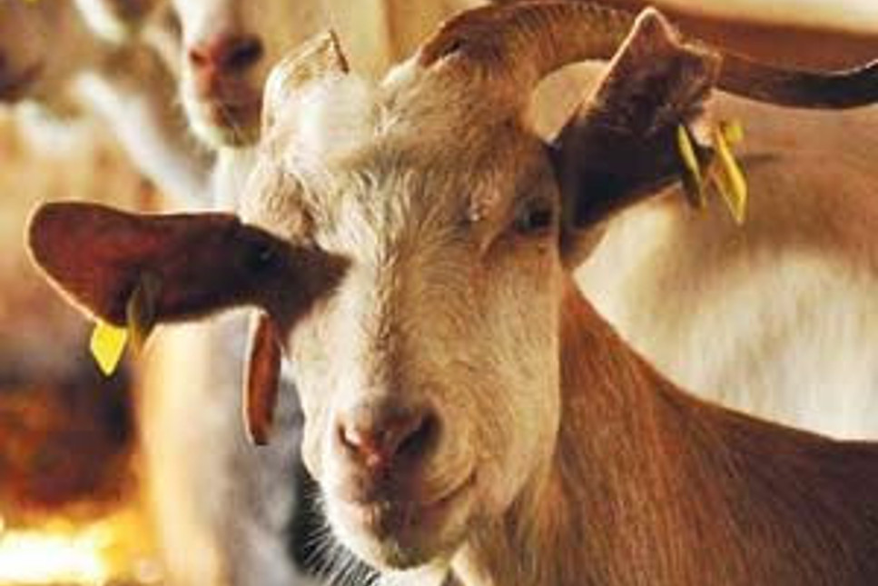 Keçi çiftliği kurun, sütünü peynirini ABD'ye satın