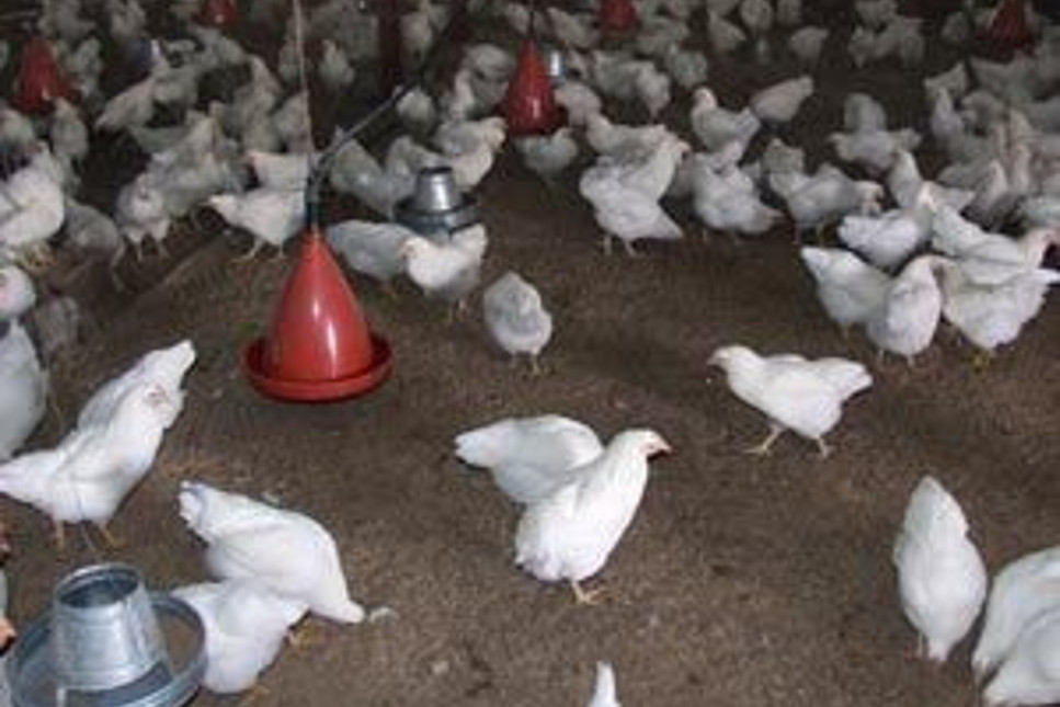 Tavuk çiftliği kurdu, siparişlere yetişemiyor