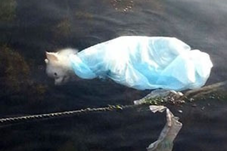Sarıyer'de vahşet: Köpeği poşete koyup denize attılar