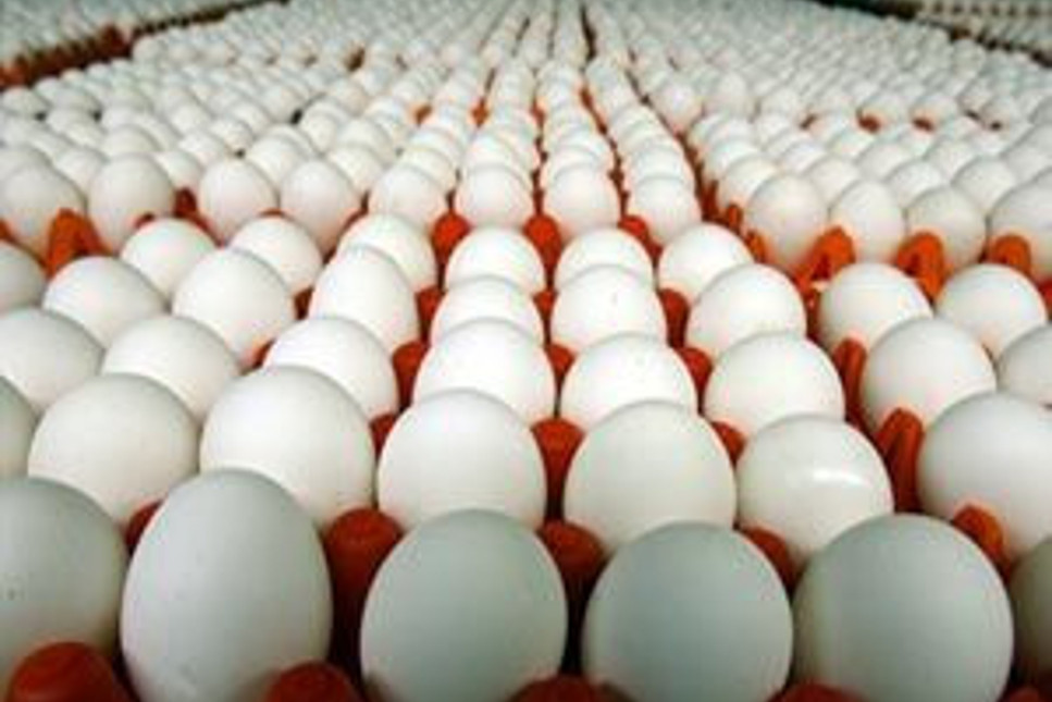 Rekor kırılan yılda 15 büyük yumurtacı iflas erteletti