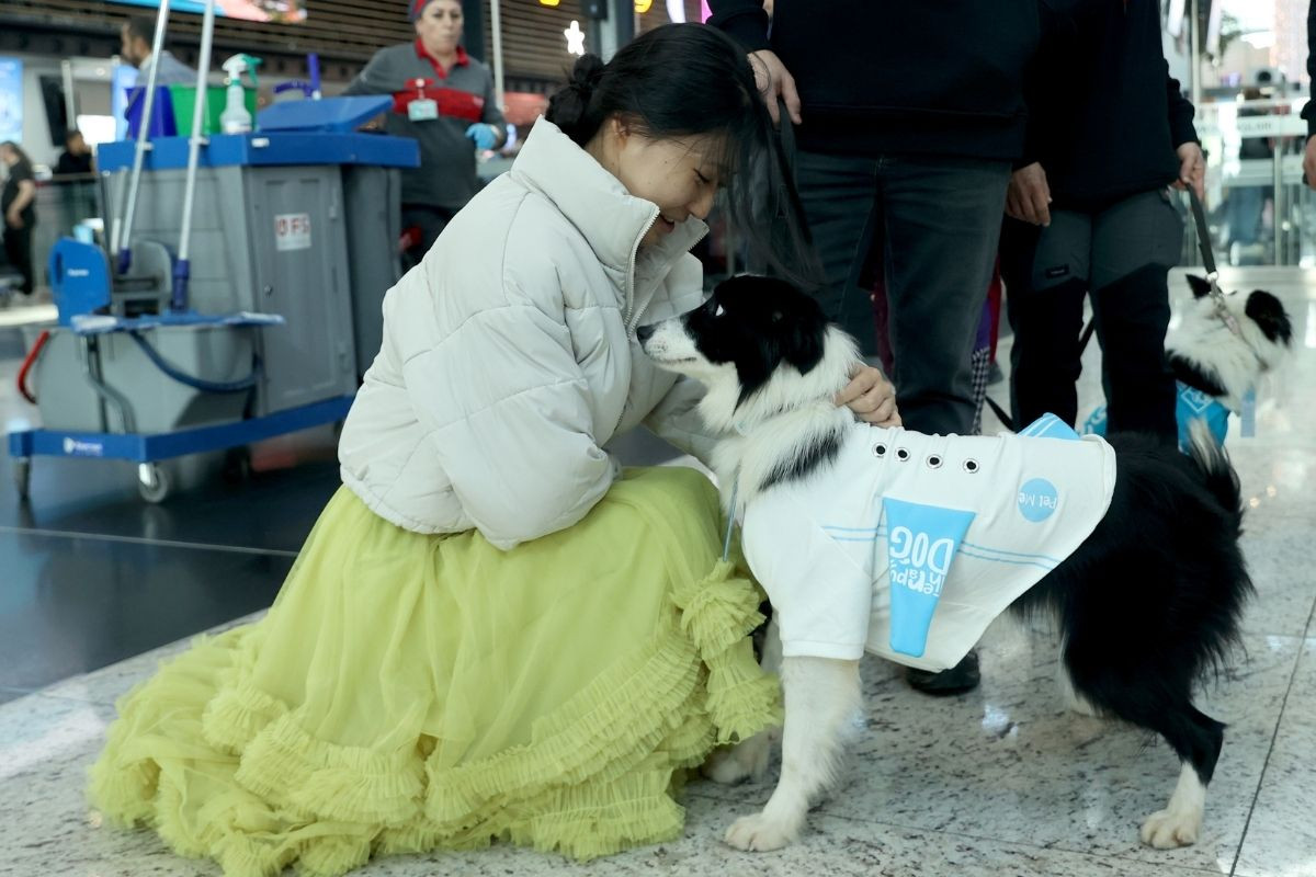 Havalimanında uçuş stresine köpekli çözüm