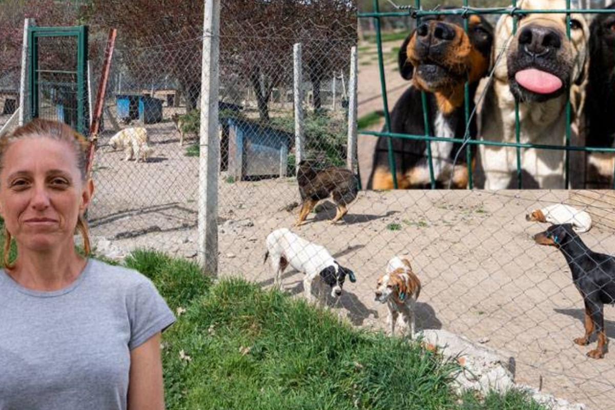 Bahçesinde 180 Köpeğe Bakan Gönüllüye 1 Milyon 731 Bin 600 Lira Para Cezası Patronlar Dünyası