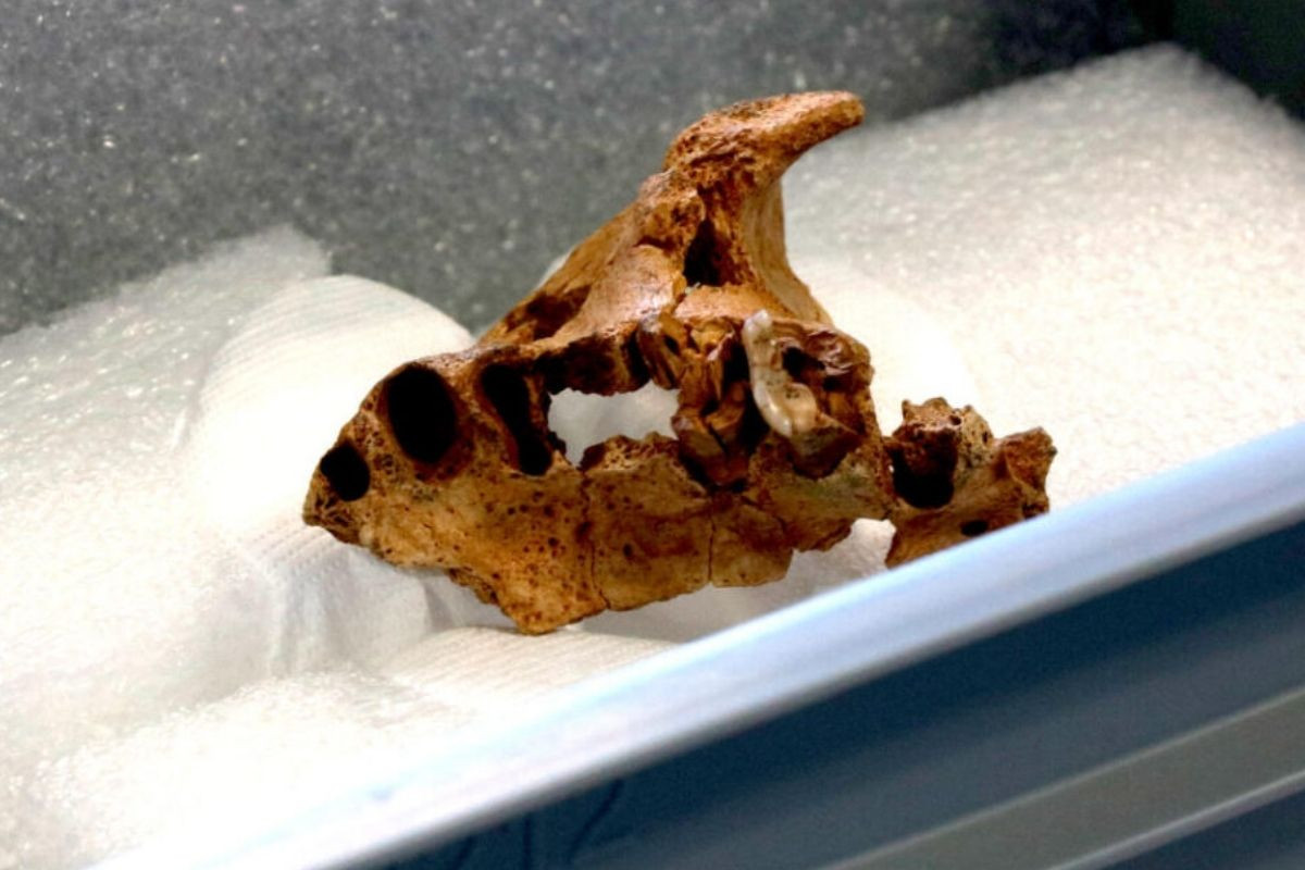 İspanya'da 1.4 milyon yıl yaşında 'Homo affinis erectus' insan türü bulundu